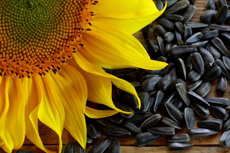 Sunflower Oil