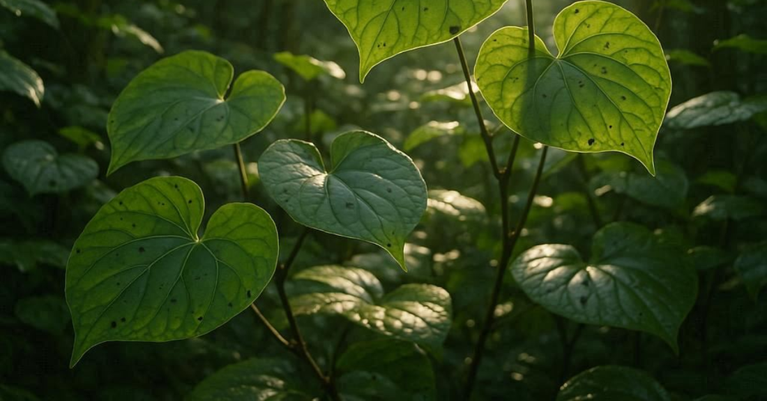 Kawakawa