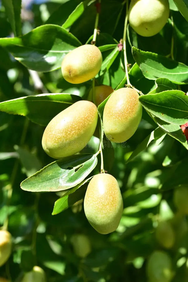 Jojoba Oil